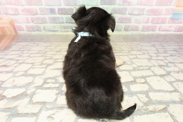 山形県のチワワ(ロング) (Coo&RIKU山形店/2025年8月19日生まれ/男の子/ブラックタン)の子犬の4枚目の画像