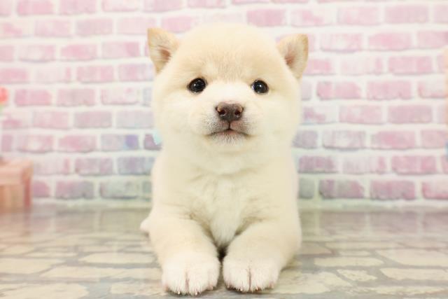 東京都の豆柴 (Coo&RIKU浅草店/2025年8月18日生まれ/男の子/白)の子犬の1枚目の画像