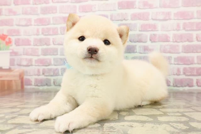 東京都の豆柴 (Coo&RIKU浅草店/2025年8月18日生まれ/男の子/白)の子犬の2枚目の画像