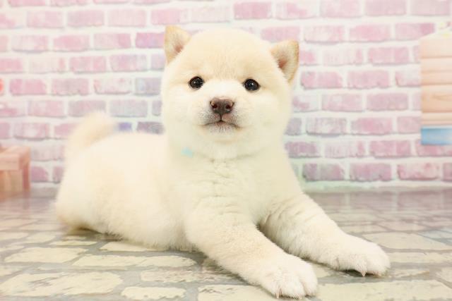 東京都の豆柴 (Coo&RIKU浅草店/2025年8月18日生まれ/男の子/白)の子犬の3枚目の画像
