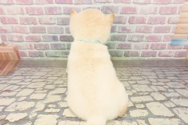 東京都の豆柴 (Coo&RIKU浅草店/2025年8月18日生まれ/男の子/白)の子犬の4枚目の画像