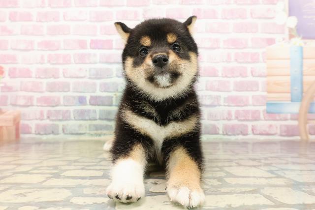 柴犬