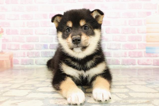 柴犬