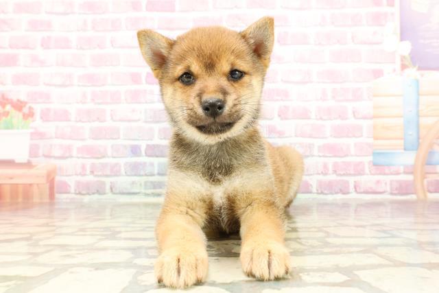 山梨県の豆柴 (Coo&RIKU甲府昭和通り店/2025年3月16日生まれ/女の子/赤)の子犬の1枚目の画像