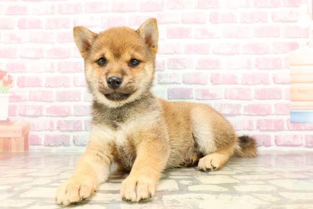 山梨県の豆柴 (Coo&RIKU甲府昭和通り店/2025年3月16日生まれ/女の子/赤)の子犬の2枚目の画像