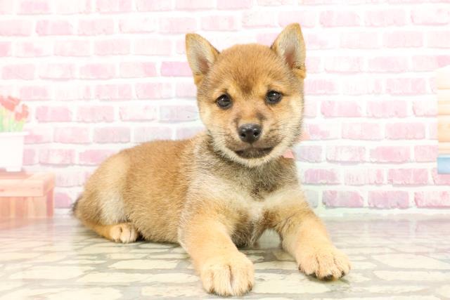 山梨県の豆柴 (Coo&RIKU甲府昭和通り店/2025年3月16日生まれ/女の子/赤)の子犬の3枚目の画像