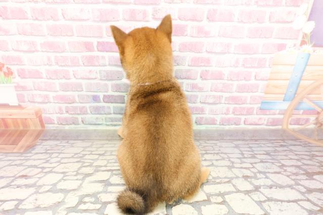 山梨県の豆柴 (Coo&RIKU甲府昭和通り店/2025年3月16日生まれ/女の子/赤)の子犬の4枚目の画像