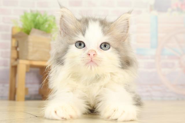 滋賀県のラガマフィン (Coo&RIKU東近江店/2025年8月12日生まれ/男の子/ブルータビーホワイト)の子猫の1枚目の画像