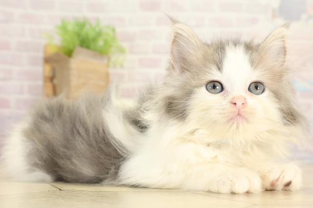 滋賀県のラガマフィン (Coo&RIKU東近江店/2025年8月12日生まれ/男の子/ブルータビーホワイト)の子猫の2枚目の画像