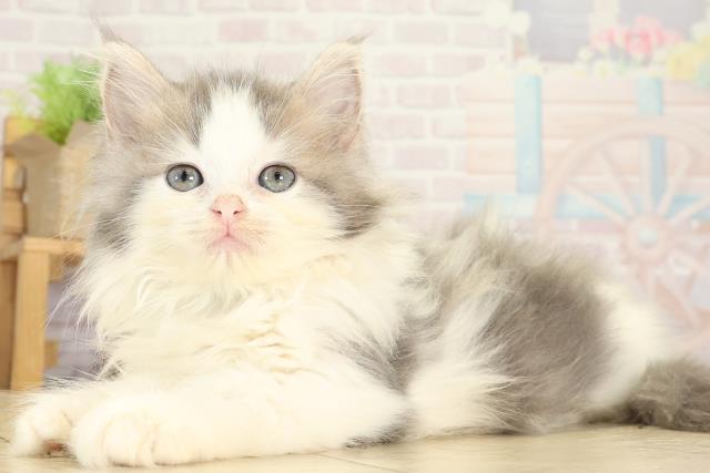 滋賀県のラガマフィン (Coo&RIKU東近江店/2025年8月12日生まれ/男の子/ブルータビーホワイト)の子猫の3枚目の画像