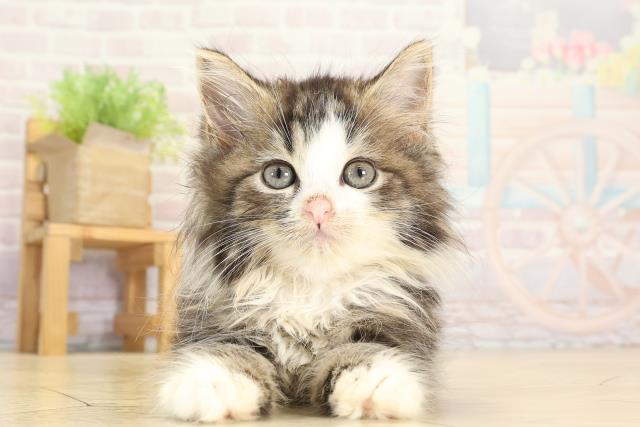 愛知県のラガマフィン (Coo&RIKU半田店/2025年8月12日生まれ/女の子/ブラウンタビーホワイト)の子猫の1枚目の画像