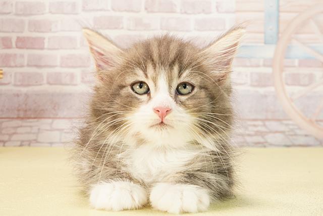 ノルウェージャン・フォレストキャット