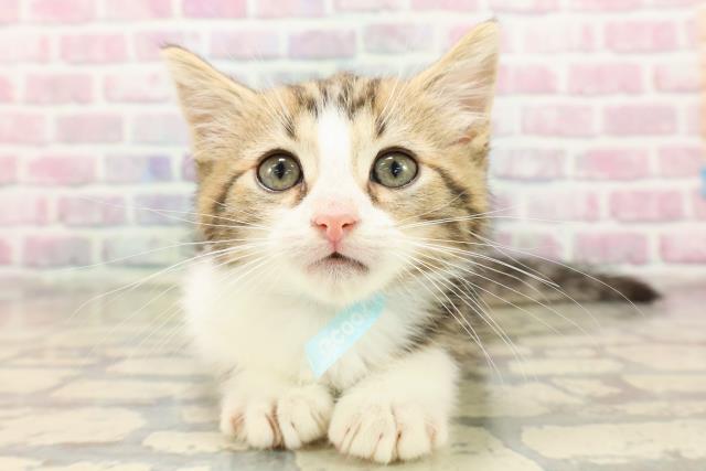 静岡県のマンチカン (Coo&RIKU沼津店/2025年8月9日生まれ/男の子/ブラウンタビーホワイト)の子猫の1枚目の画像