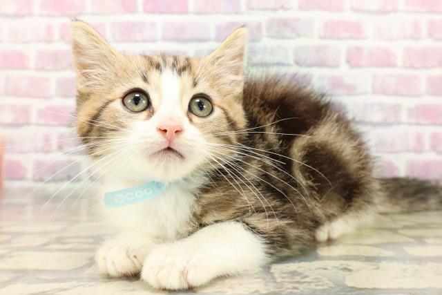 静岡県のマンチカン (Coo&RIKU沼津店/2025年8月9日生まれ/男の子/ブラウンタビーホワイト)の子猫の2枚目の画像