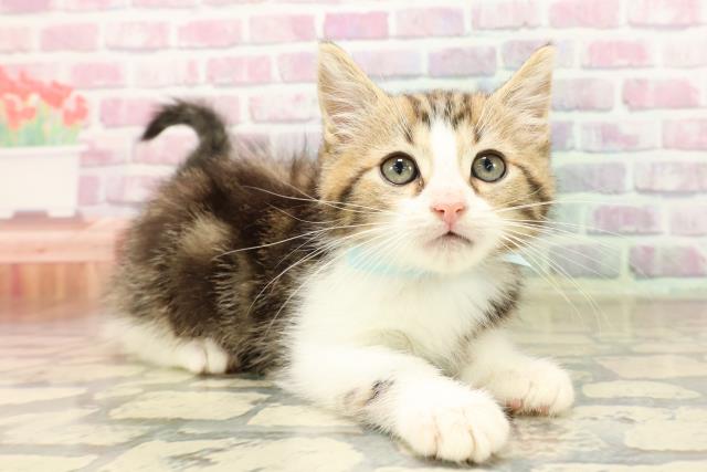 静岡県のマンチカン (Coo&RIKU沼津店/2025年8月9日生まれ/男の子/ブラウンタビーホワイト)の子猫の3枚目の画像