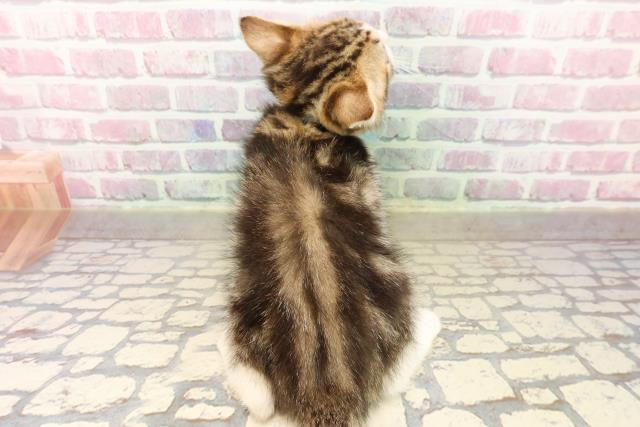静岡県のマンチカン (Coo&RIKU沼津店/2025年8月9日生まれ/男の子/ブラウンタビーホワイト)の子猫の4枚目の画像