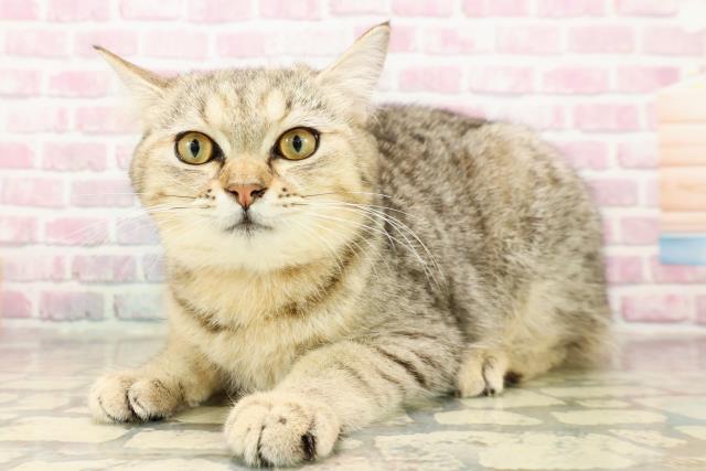 神奈川県のスコティッシュフォールド (Coo&RIKU横須賀店/2025年5月9日生まれ/男の子/ブラウンタビー)の子猫の2枚目の画像