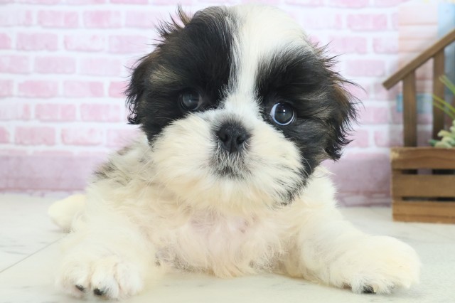 福岡県のシーズー (Coo&RIKU福岡西店/2025年8月19日生まれ/男の子/ゴールドホワイト)の子犬の1枚目の画像