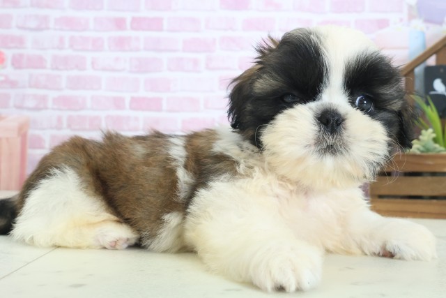 福岡県のシーズー (Coo&RIKU福岡西店/2025年8月19日生まれ/男の子/ゴールドホワイト)の子犬の2枚目の画像