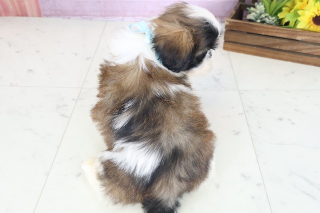 福岡県のシーズー (Coo&RIKU福岡西店/2025年8月19日生まれ/男の子/ゴールドホワイト)の子犬の4枚目の画像