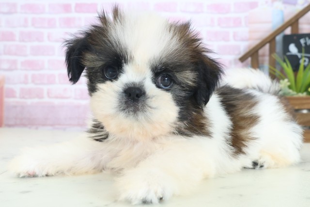 鹿児島県のシーズー (Coo&RIKU鹿屋店/2025年8月19日生まれ/女の子/ゴールドホワイト)の子犬の3枚目の画像