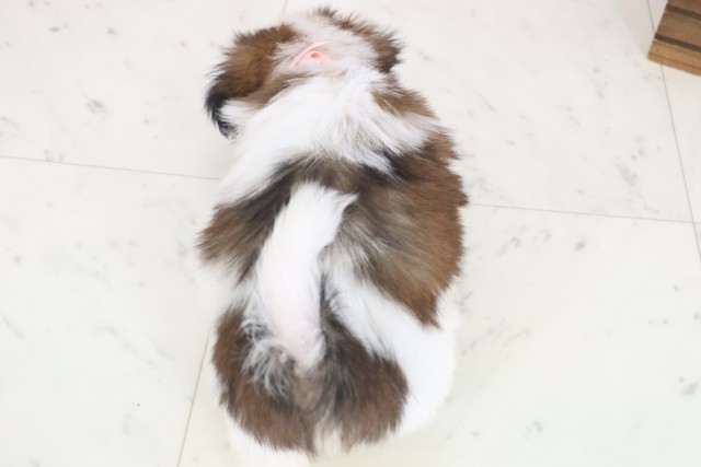 鹿児島県のシーズー (Coo&RIKU鹿屋店/2025年8月19日生まれ/女の子/ゴールドホワイト)の子犬の4枚目の画像