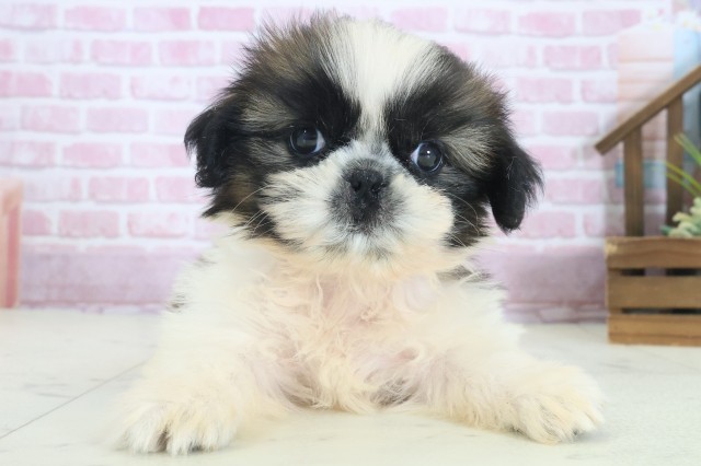 長崎県のシーズー (Coo&RIKU大村店/2025年8月19日生まれ/女の子/ゴールドホワイト)の子犬の1枚目の画像