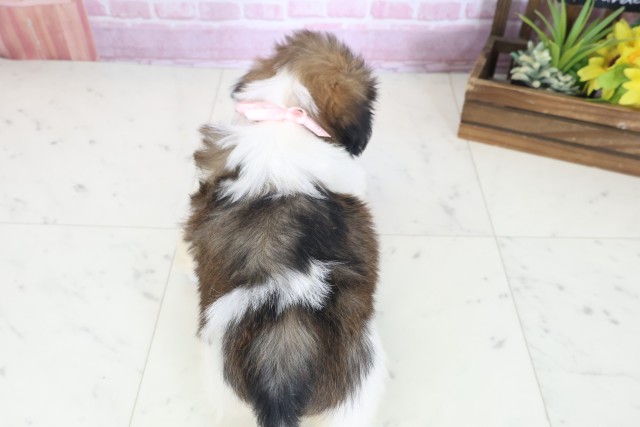 長崎県のシーズー (Coo&RIKU大村店/2025年8月19日生まれ/女の子/ゴールドホワイト)の子犬の4枚目の画像