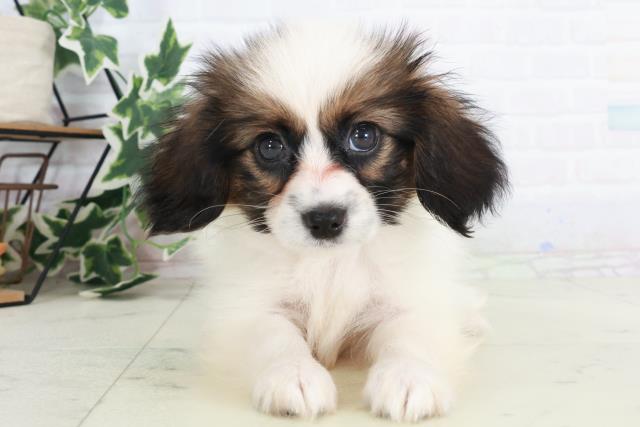 福岡県のパピヨン (Coo&RIKU福岡東店/2025年8月20日生まれ/男の子/ホワイトブラウン)の子犬の1枚目の画像