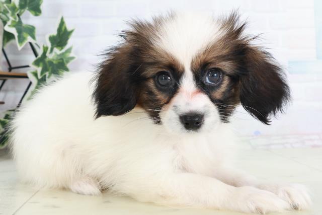 福岡県のパピヨン (Coo&RIKU福岡東店/2025年8月20日生まれ/男の子/ホワイトブラウン)の子犬の2枚目の画像