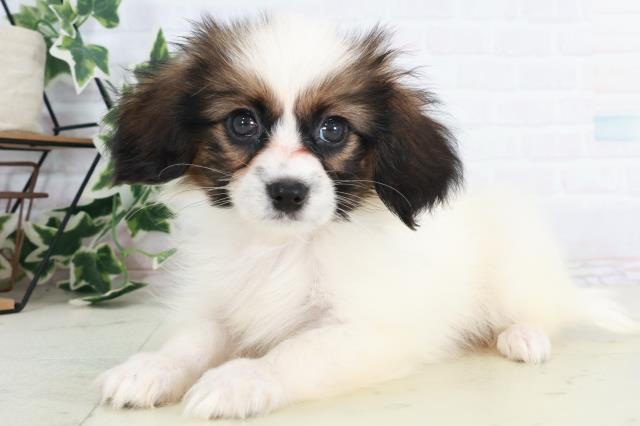福岡県のパピヨン (Coo&RIKU福岡東店/2025年8月20日生まれ/男の子/ホワイトブラウン)の子犬の3枚目の画像