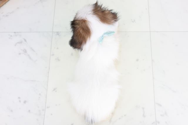 福岡県のパピヨン (Coo&RIKU福岡東店/2025年8月20日生まれ/男の子/ホワイトブラウン)の子犬の4枚目の画像