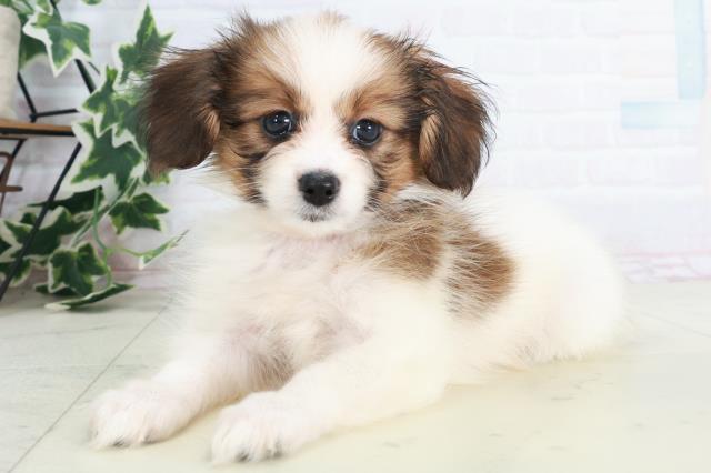佐賀県のパピヨン (Coo&RIKU佐賀神埼店/2025年8月20日生まれ/男の子/ホワイトブラウン)の子犬の3枚目の画像