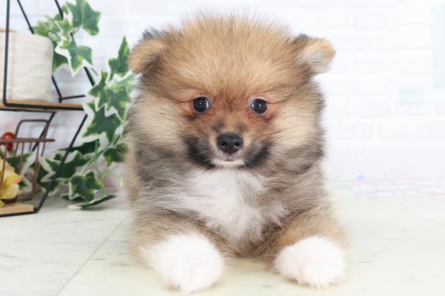 鹿児島県のポメラニアン (Coo&RIKU鹿屋店/2025年8月20日生まれ/男の子/パーティーカラー)の子犬の1枚目の画像