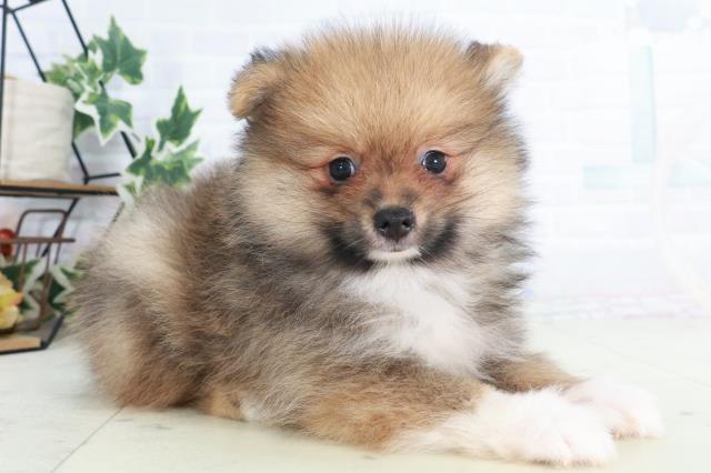 鹿児島県のポメラニアン (Coo&RIKU鹿屋店/2025年8月20日生まれ/男の子/パーティーカラー)の子犬の2枚目の画像