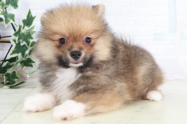 鹿児島県のポメラニアン (Coo&RIKU鹿屋店/2025年8月20日生まれ/男の子/パーティーカラー)の子犬の3枚目の画像