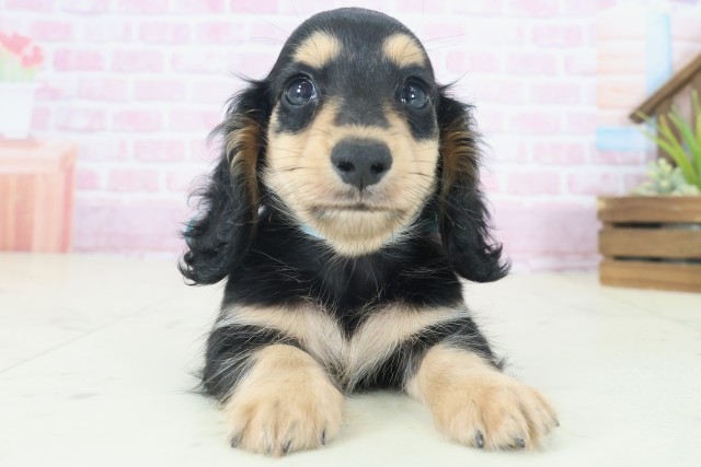 カニンヘンダックスフンド