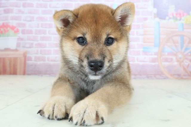 柴犬