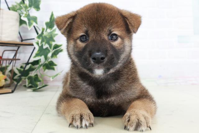 柴犬