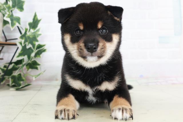 熊本県の豆柴 (Coo&RIKU熊本店/2025年8月18日生まれ/女の子/黒)の子犬の1枚目の画像