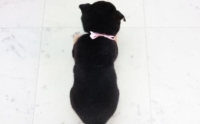 熊本県の豆柴 (Coo&RIKU熊本店/2025年8月18日生まれ/女の子/黒)の子犬の4枚目の画像