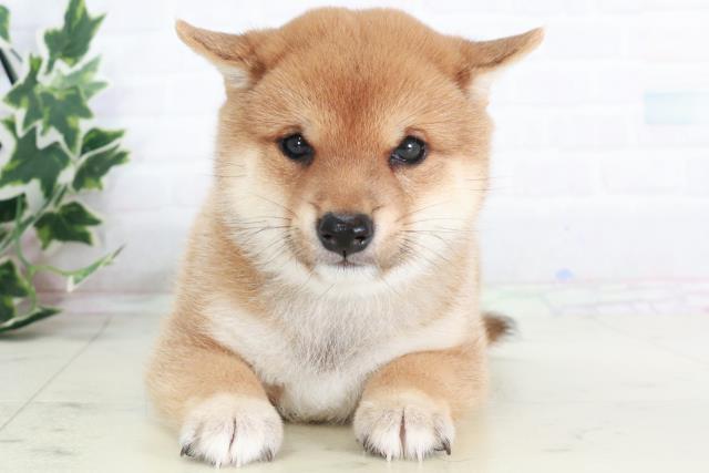 福岡県の豆柴 (Coo&RIKUゆめタウン飯塚店/2025年8月18日生まれ/男の子/赤)の子犬の1枚目の画像