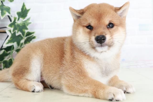 福岡県の豆柴 (Coo&RIKUゆめタウン飯塚店/2025年8月18日生まれ/男の子/赤)の子犬の2枚目の画像