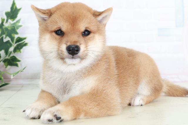福岡県の豆柴 (Coo&RIKUゆめタウン飯塚店/2025年8月18日生まれ/男の子/赤)の子犬の3枚目の画像
