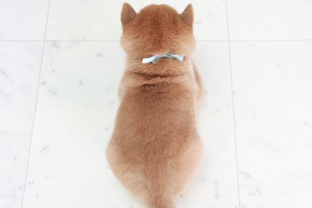 福岡県の豆柴 (Coo&RIKUゆめタウン飯塚店/2025年8月18日生まれ/男の子/赤)の子犬の4枚目の画像