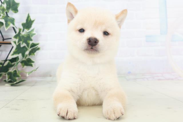 福岡県の豆柴 (Coo&RIKU筑後店/2025年8月18日生まれ/男の子/白)の子犬の1枚目の画像