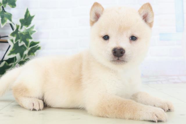 福岡県の豆柴 (Coo&RIKU筑後店/2025年8月18日生まれ/男の子/白)の子犬の2枚目の画像