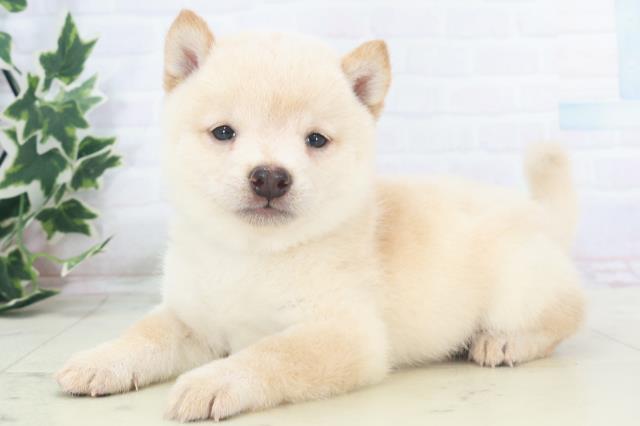 福岡県の豆柴 (Coo&RIKU筑後店/2025年8月18日生まれ/男の子/白)の子犬の3枚目の画像
