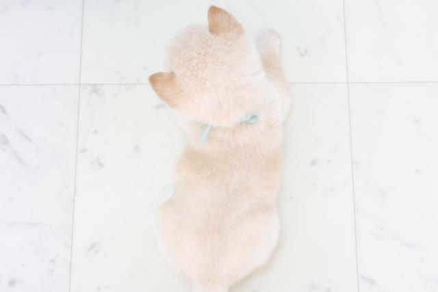 福岡県の豆柴 (Coo&RIKU筑後店/2025年8月18日生まれ/男の子/白)の子犬の4枚目の画像