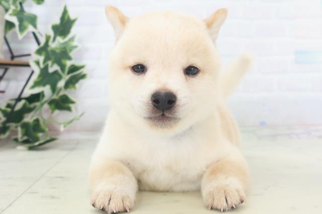 福岡県の豆柴 (Coo&RIKU久留米店/2025年8月18日生まれ/男の子/白)の子犬の1枚目の画像
